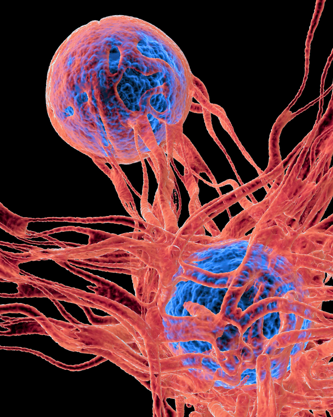 Scientific rendering of cells and vasculature in red and blue